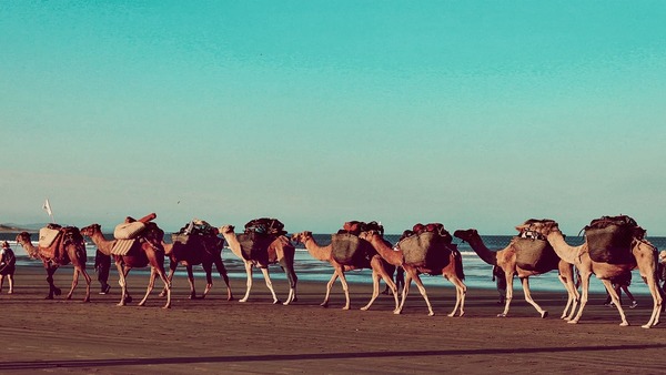 Trek des Gazelles